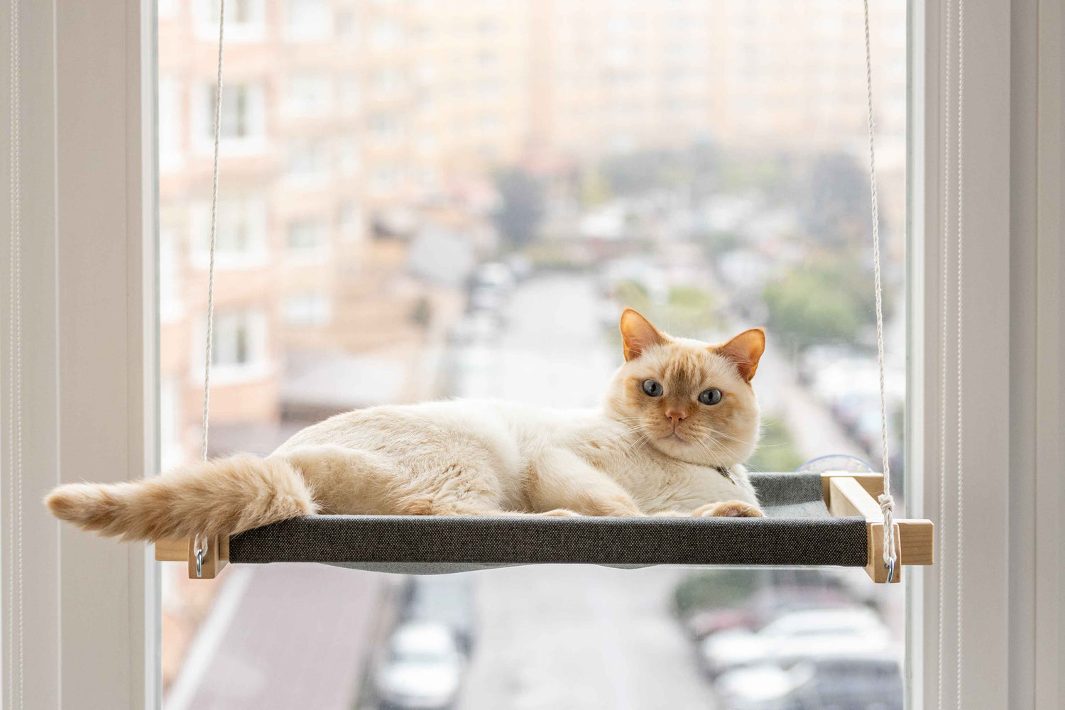 Window cat hammocks