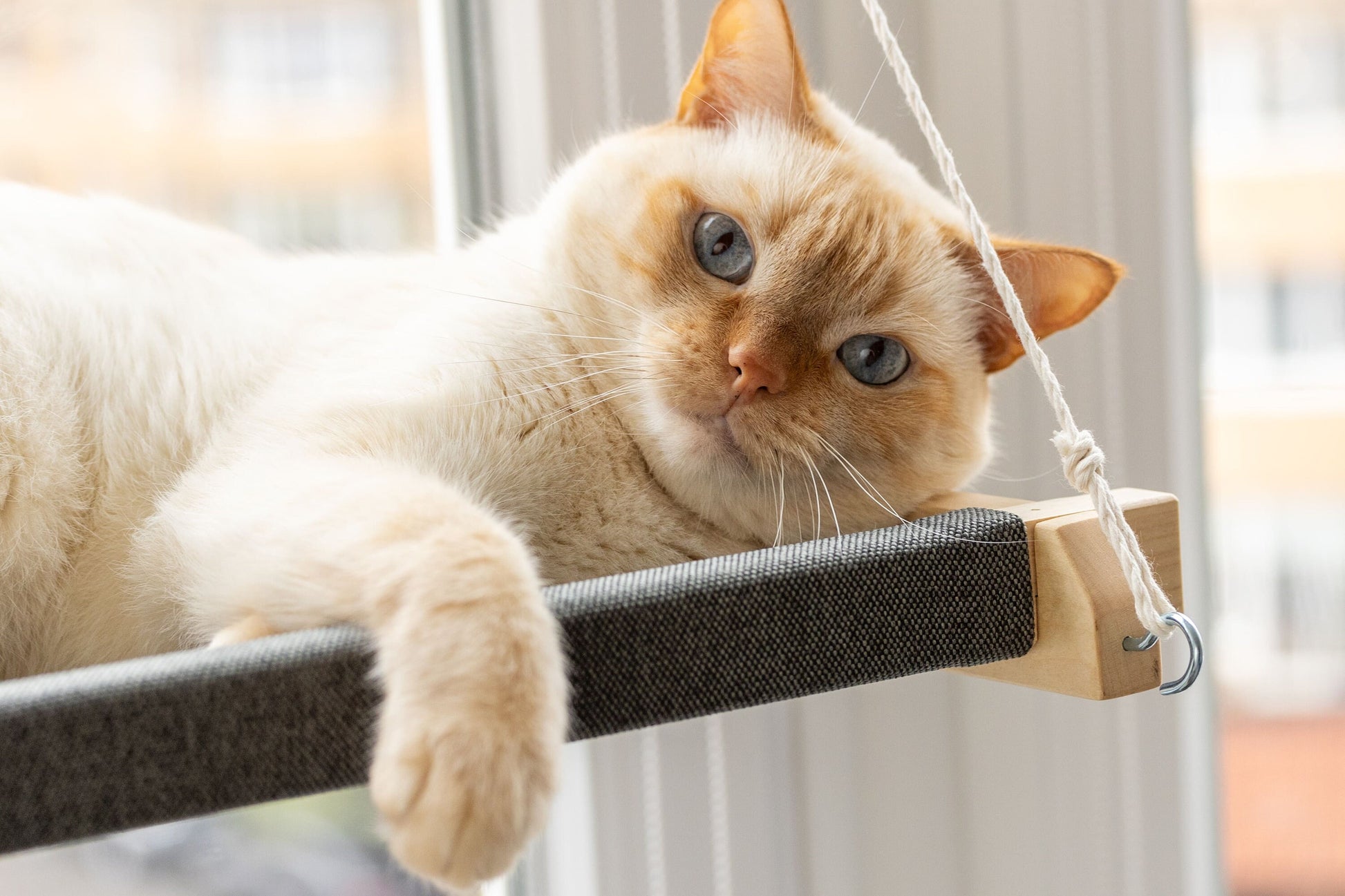 Cat window perch, cat window hammock, cat window ledge, cat window bed, cat window seat, cat window shelf, cat hammock