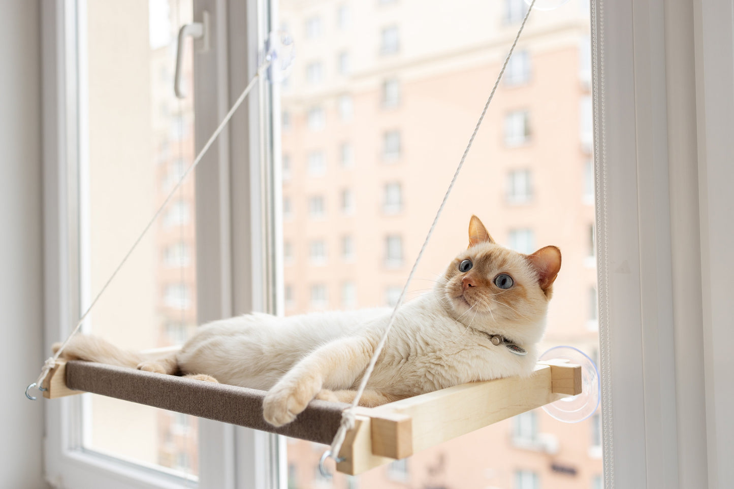 Cat window perch, cat window hammock, cat window ledge, cat window bed, cat window seat, cat window shelf, cat hammock