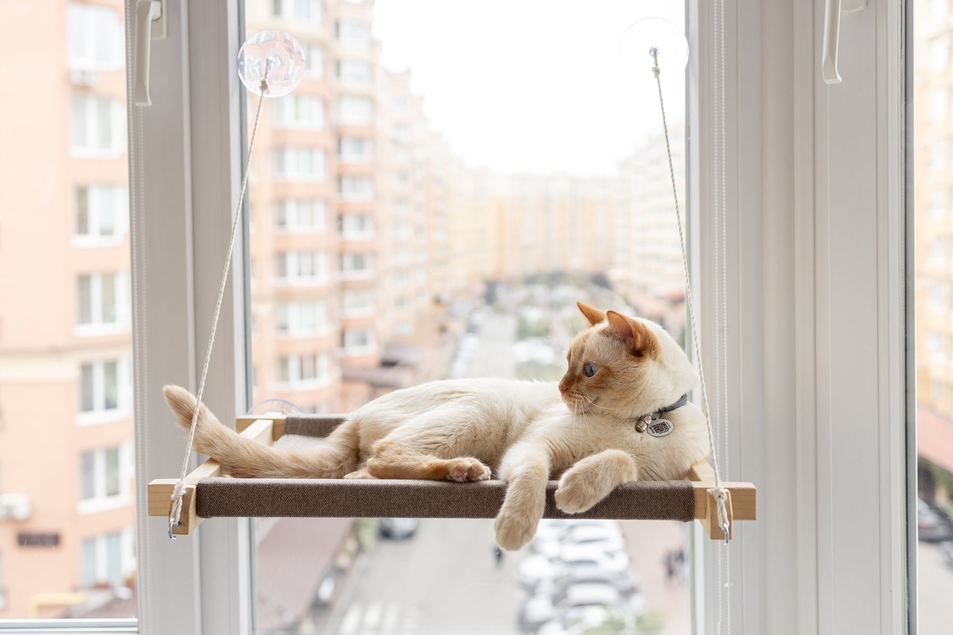 Cat window perch, cat window hammock, cat window ledge, cat window bed, cat window seat, cat window shelf, cat hammock