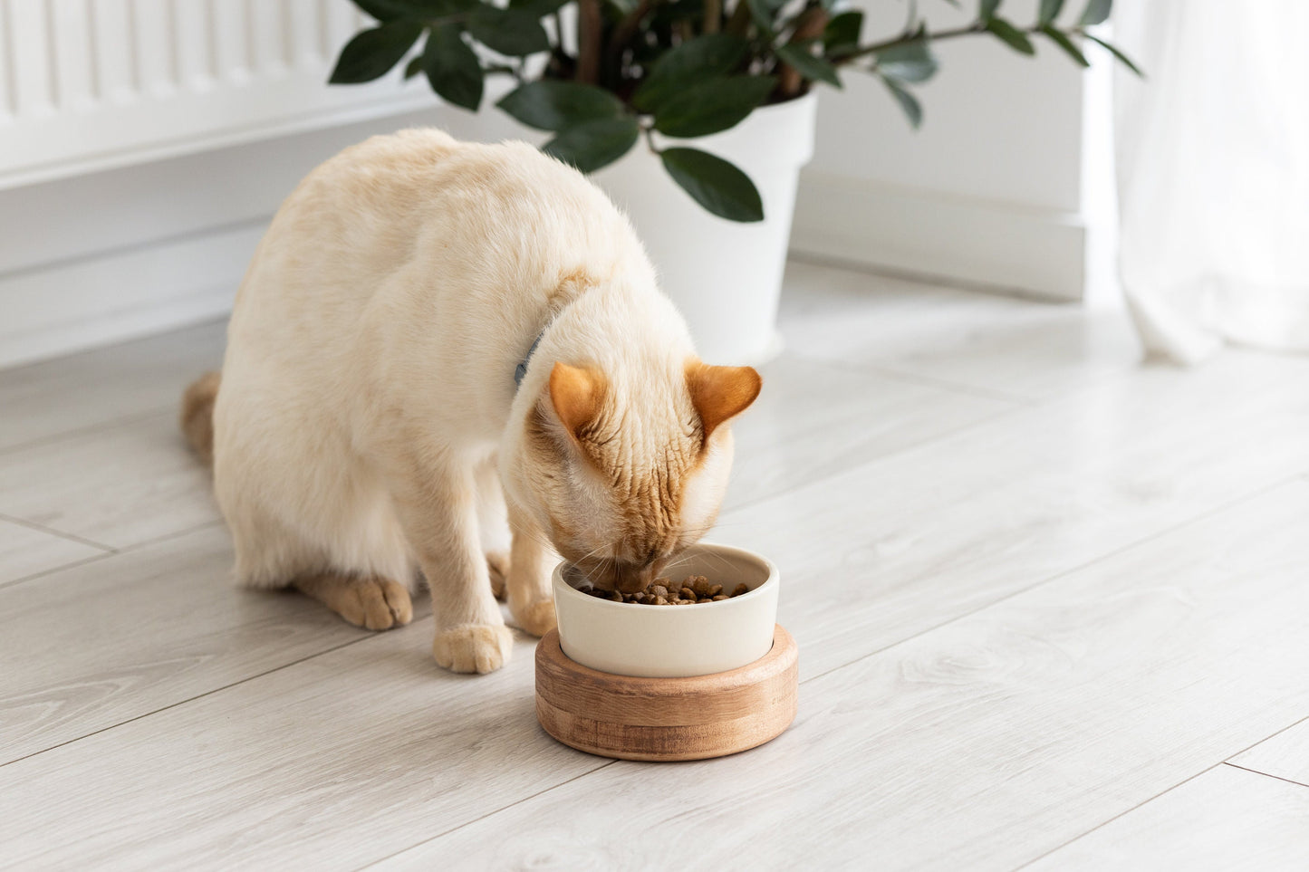 Raised cat bowls, Elevated cat bowls, Cat bowls, elevated cat dish, cat bowls with stand, ceramic cat bowls, elevated cat bowls ceramic