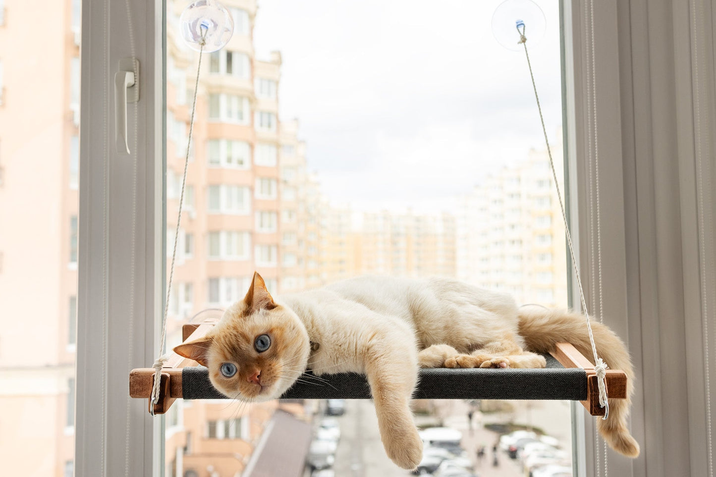 Cat window perch, cat window hammock, cat window ledge, cat window bed, cat window seat, cat window shelf, cat hammock